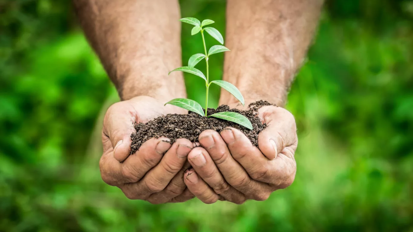 Senior,Man,Holding,Young,Plant,In,Hands,Against,Spring,Green