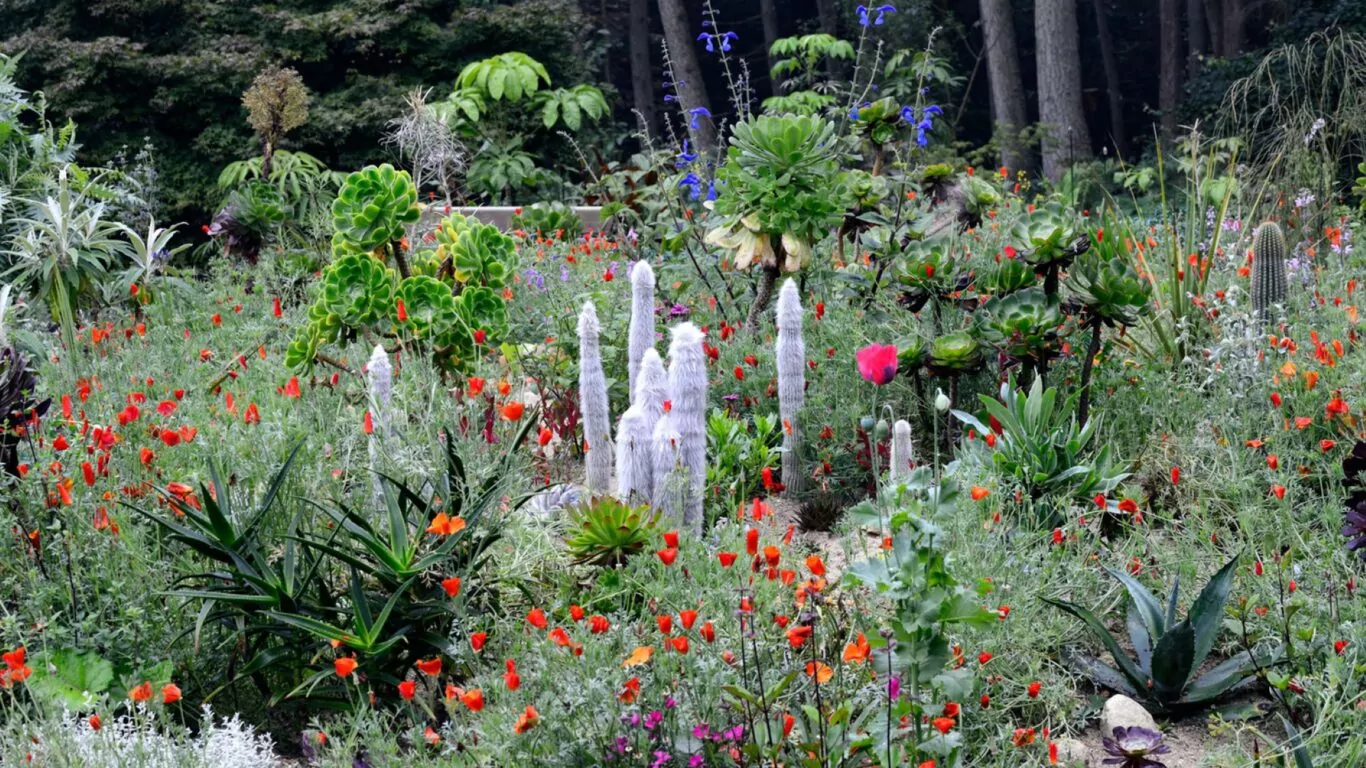 Jimi-blake-garden-at-kellys01