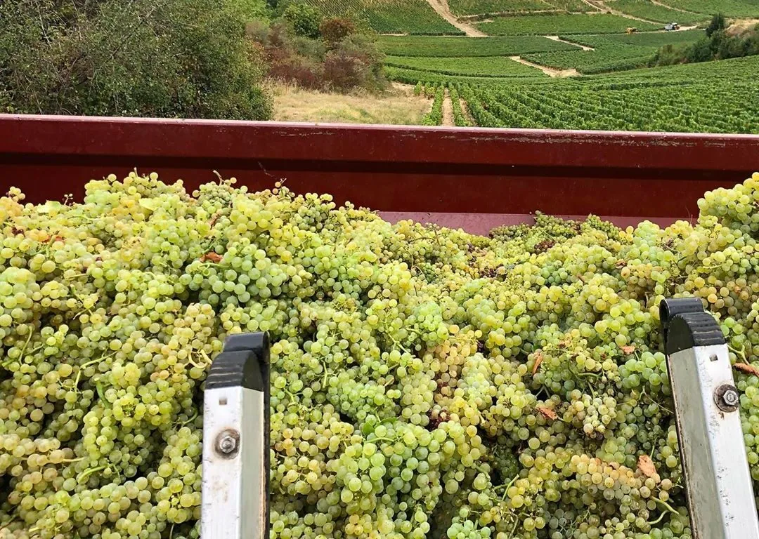 Domaine Alain Gras grape