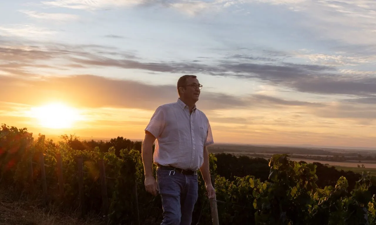 A man walks through a vineyard at sunset, with green vines around him and a scenic sky in the background.