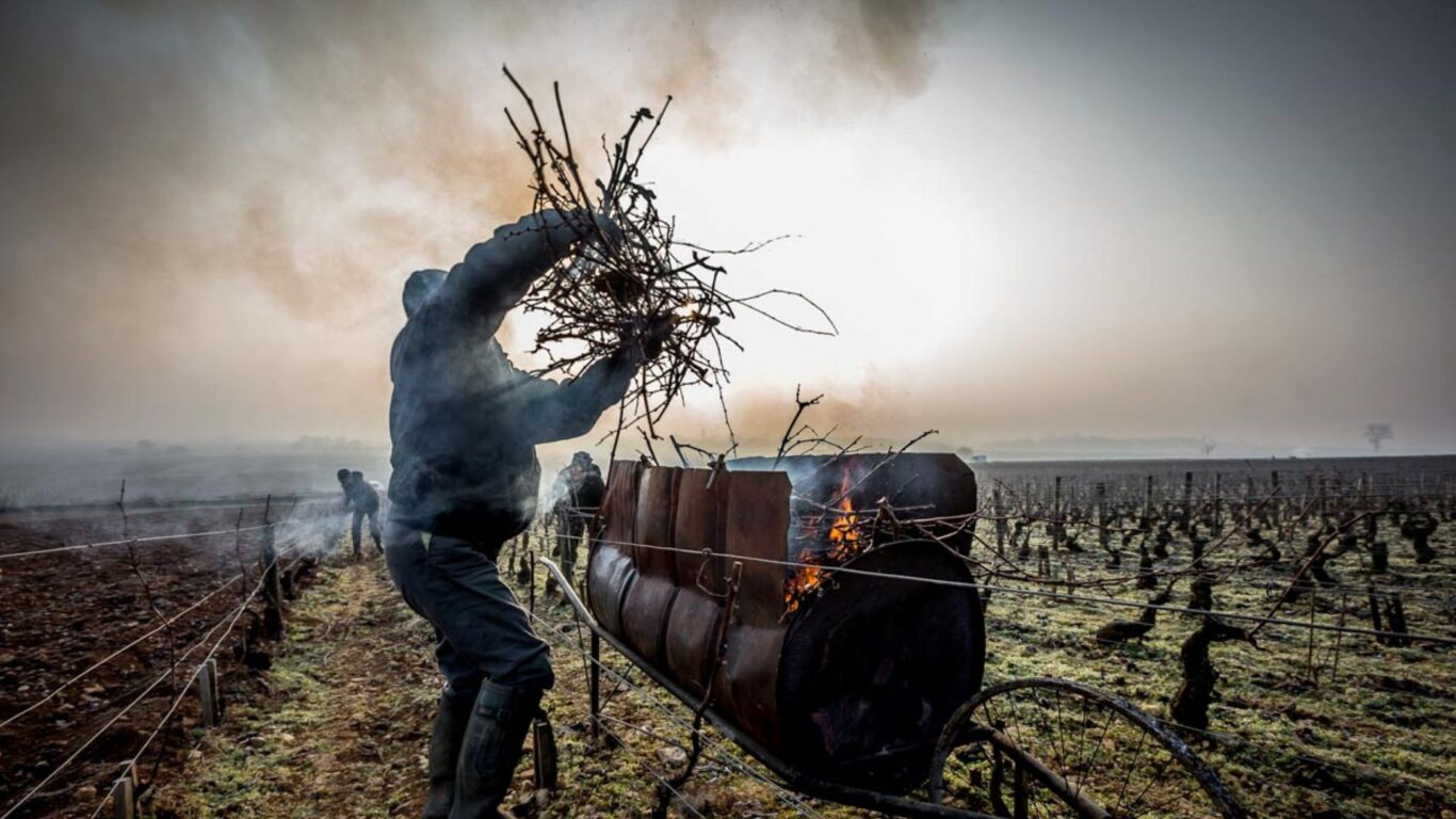 A person places branches into a metal barrel on a cart, with smoke rising, in a vineyard on a foggy day.