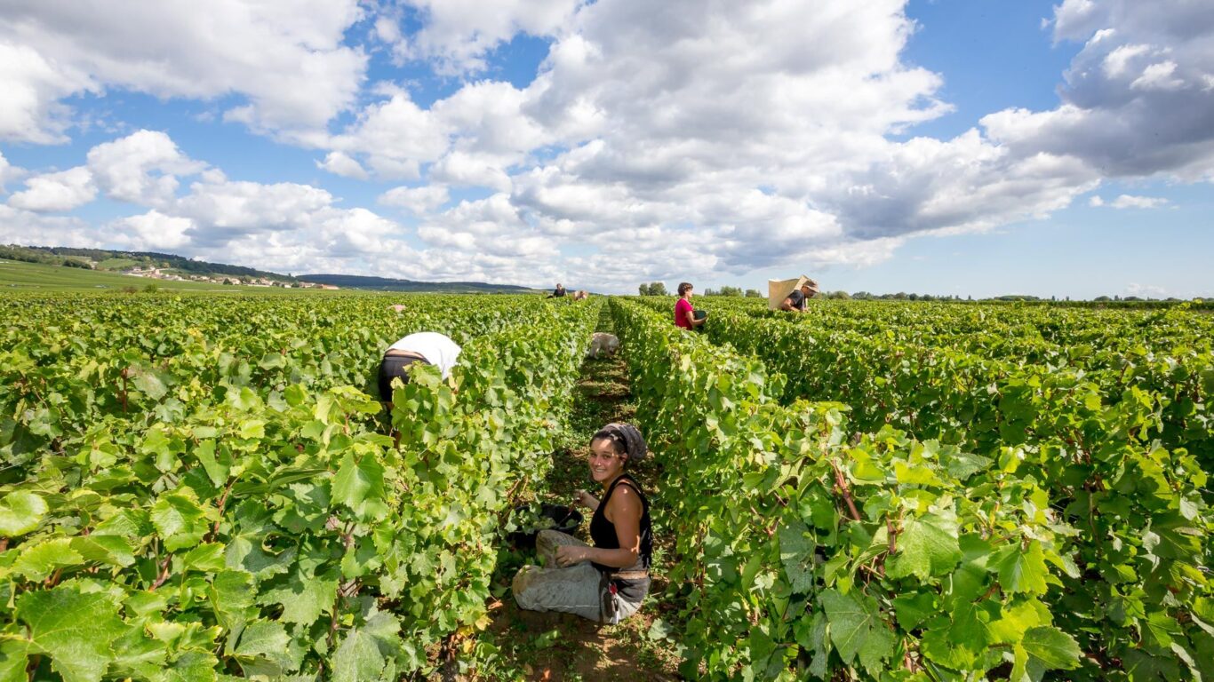 People harvesting grapes in a vineyard under a partly cloudy sky, with rows of green grapevines extending into the distance.